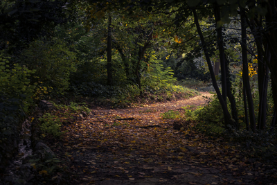 Children & Young Adults